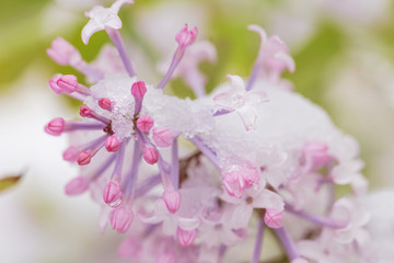 Fototapeta na wymiar Lilac flowers covered with snow and ice