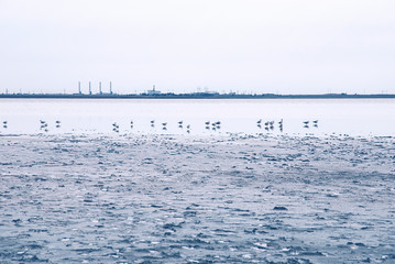 dried salt lake view with sea gulls and plant pipes on the horizon