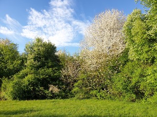 Baum Landschaft mit Wolken