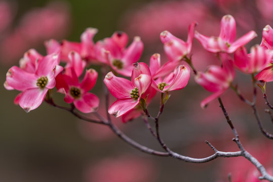 Pink Dogwood Blooming In The Forest