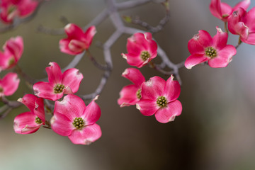 Fototapeta na wymiar Pink Dogwood Blooming In The Forest