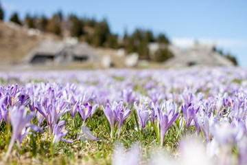 saffron or crocus flowers blossom closeup