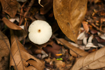 Cogumelo branco solitário em meio ao gramado seco com folhas secas marrons.