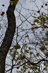 Fototapeta premium Autumm Houston 
