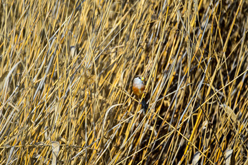 A bird in the reeds
