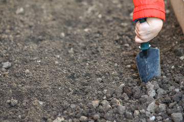 young child hand in a red jacket holds a garden spade for working in the garden