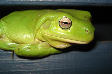 Sapo verde en plano detalle