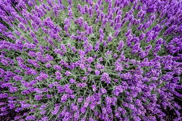 Fototapeta premium field of lavender flowers