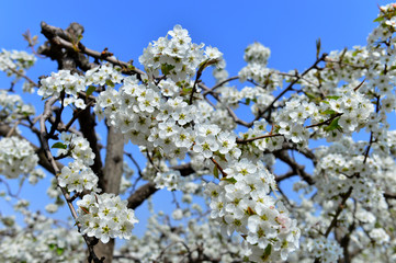 Pear flower in full bloom in spring