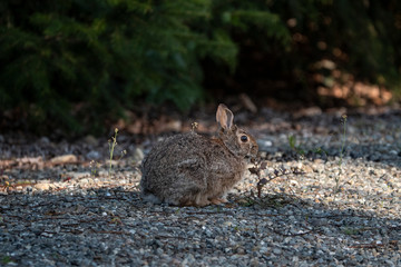 rabbit in the shadows
