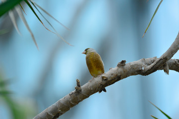 The outdoor fringillidae birds in the park