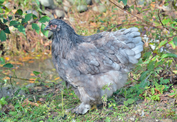 Grey hen