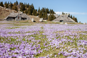 Fototapeta na wymiar crocus or saffron flowers field in Alps mountains