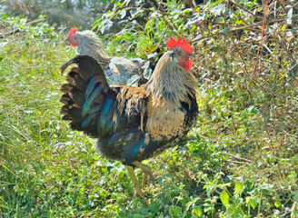 Variegated cock