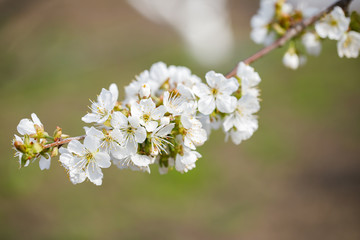 White flowers of blooming cherry tree in spring close up image. Fresh, background.