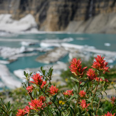 Obraz premium Indian Paintbrush With Icebergs in Background