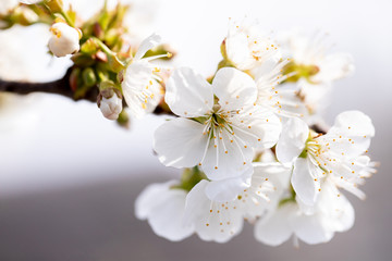 Fototapeta na wymiar White flowers of blooming cherry tree in spring close up image. Fresh, background.
