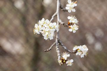Spring cherry blossoms close up, white flower.