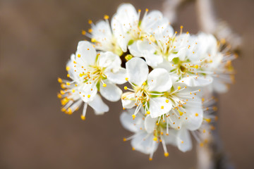 Spring cherry blossoms close up, white flower.