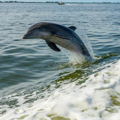 High jump by playful dolphin