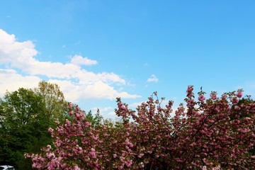 Obraz na płótnie Canvas 春　さくら　空　風景　杤木