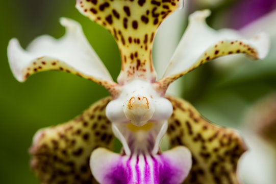 Gargola Orquidea