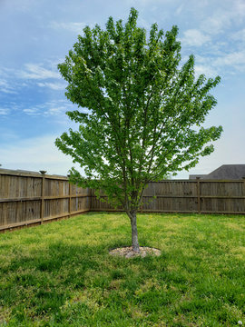Single Young Maple Tree in Fenced Back Yard