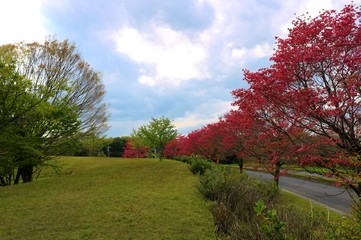 Fototapeta premium 春 ハナミズキ 道 爽やか 風景 杤木