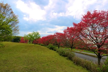 春　ハナミズキ　道　爽やか　風景　杤木