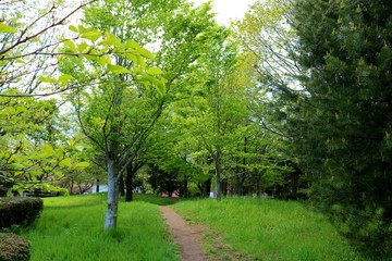 Fototapeta na wymiar 新緑の道　風景　杤木