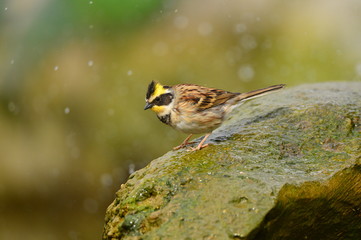 The outdoor fringillidae birds in the park