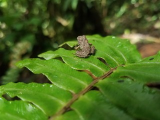 Frog on leaf