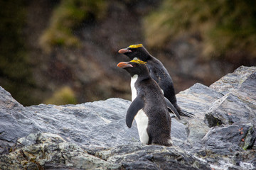 macaroni penguins