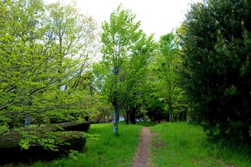 新緑の道　風景　杤木