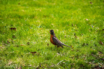 Robin on the grass
