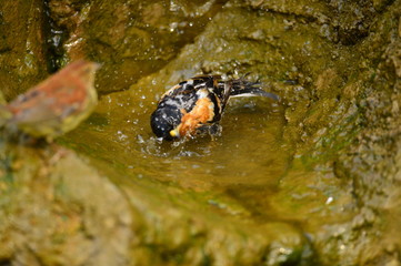 The outdoor fringillidae birds in the park