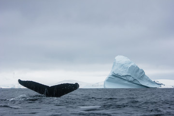 humpback whale iceberg in antarctica 