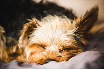 Yorkshire terrier resting on a couch outside in backyard.