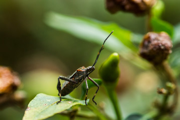 Chinche de Patas de Hoja