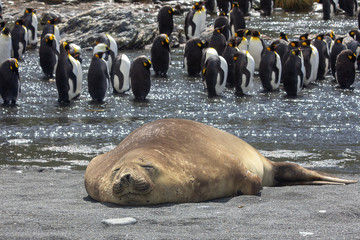 Elephant seal in king penguin colony