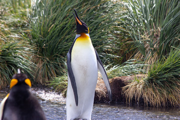 king penguin stretching