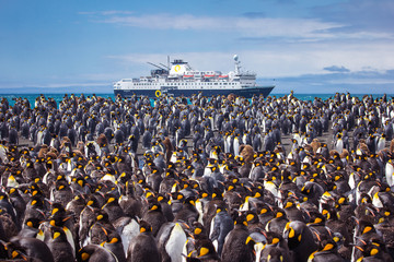 King Penguin colony in front of a ship