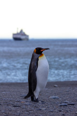 Lone king penguin with ship in background