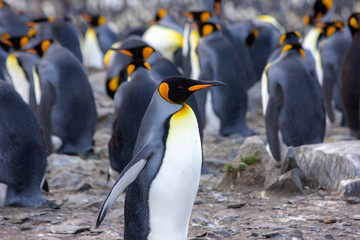 king penguin colony