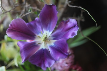 OPEN TULIP, PURPLE, WHITE, BULB, OUTSIDE, BLOOM