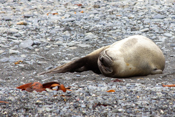 seal sun bathing