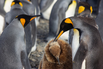 king penguin and chick