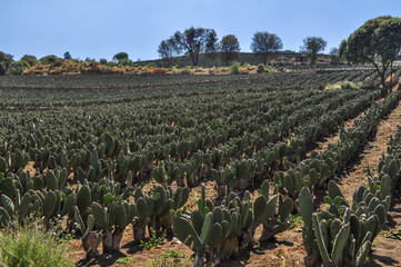Campo de nopales