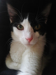 Obraz premium gato negro con blanco