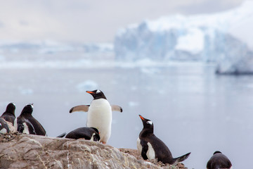 penguins on the rocks